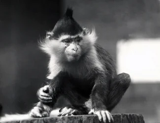 Mangabey-apina, Freckles, ZSL Lontoon eläintarhassa, heinäkuusta 1925